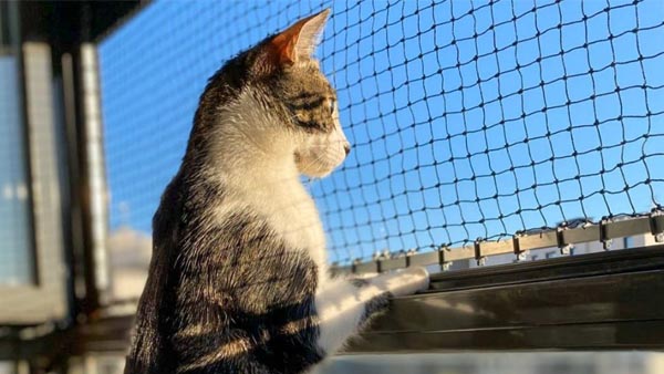 Pets safety nets